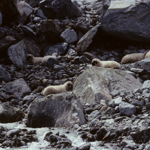 1990-niedergraechen-32