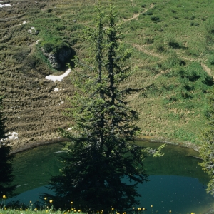 1995_saanenmoeser_0236