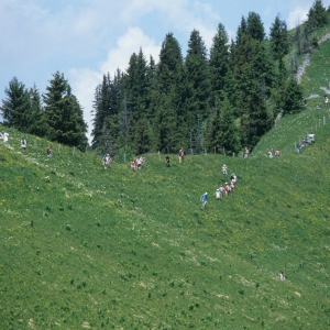 1995_saanenmoeser_0245