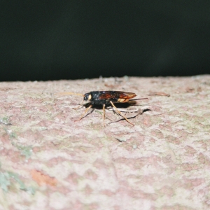 2005_les_pontins_-303